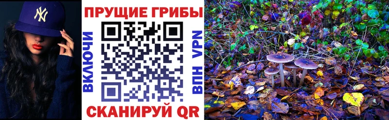 наркотики  Севск  Псилоцибиновые грибы Psilocybine cubensis 